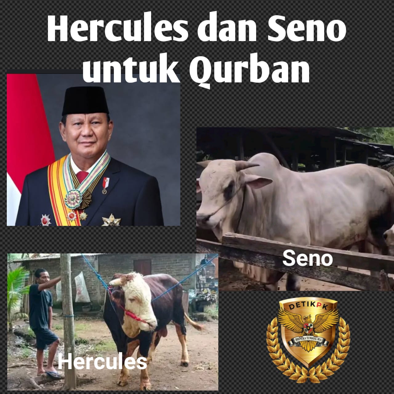 Presiden Prabowo Subianto Salurkan 8 Ekor Sapi Jumbo Untuk Qurban Di DIY